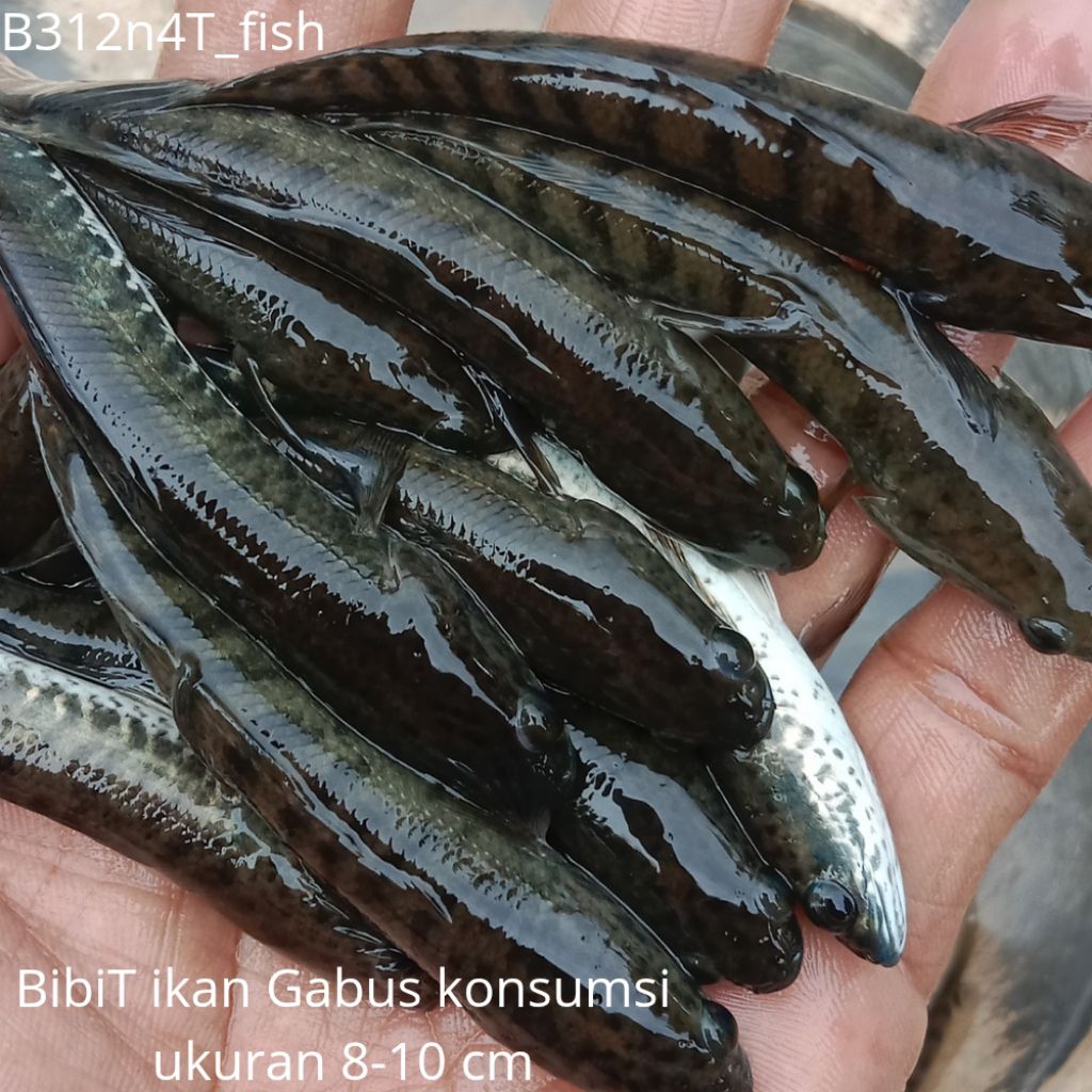 Paket Bibit Ikan Gabus Konsumsi 8–10 cm | 100 Ekor+ bonus 10 ekor | Siap Tebar