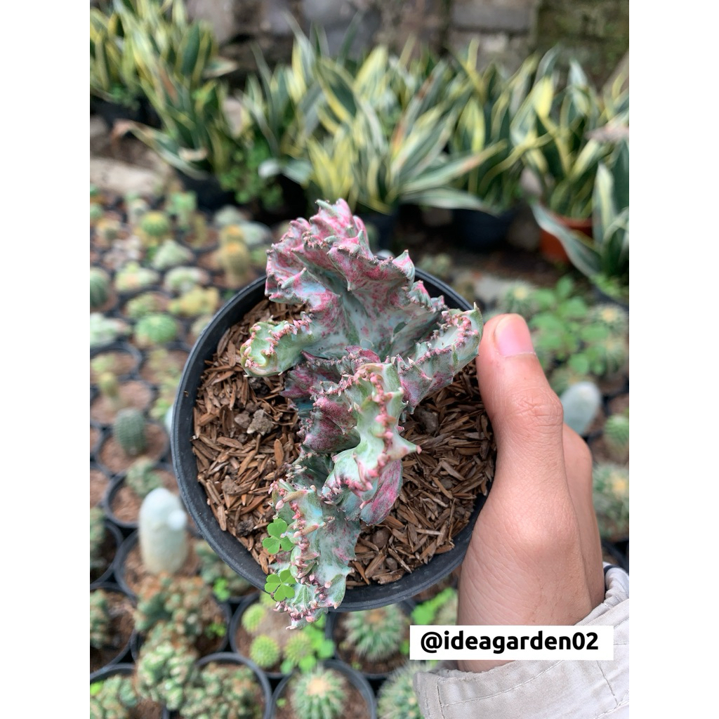 Euphorbia Lactea Bercak Red/Merah Ukuran Pot 10cm