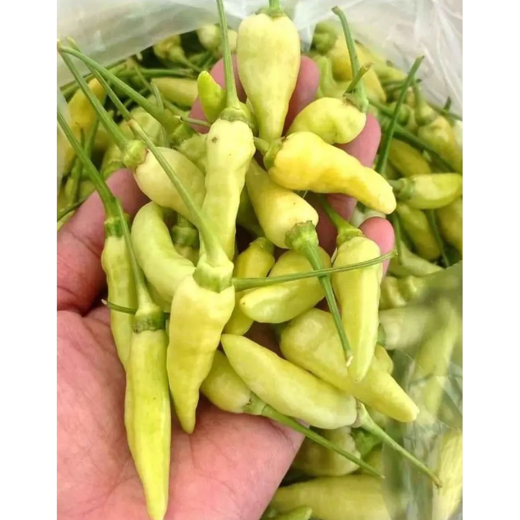 [Khusus Jawa] Cabe Rawit Hijau Kiloan 1 kg 1000gr Cabai Lombok Segar Fresh