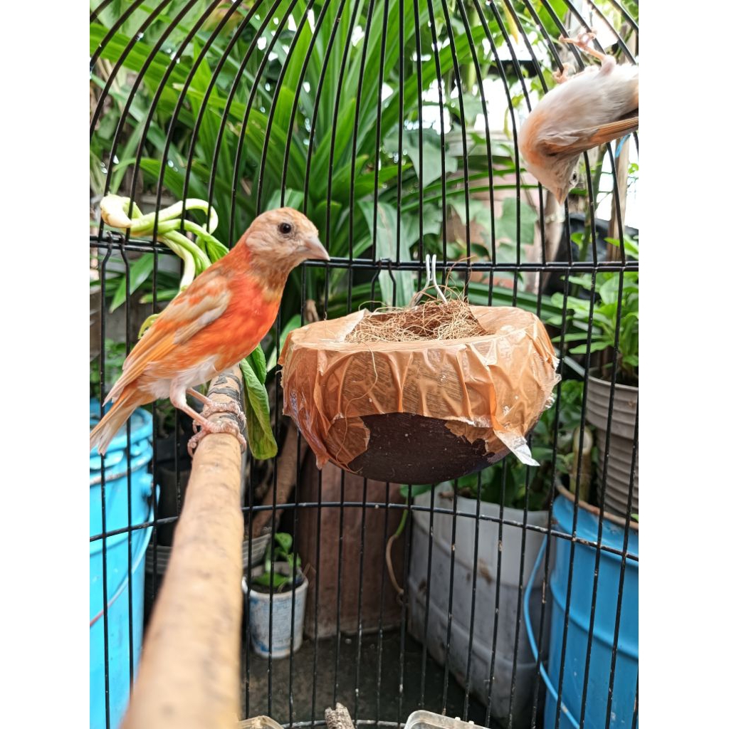 redsiskin dobel dilute (DD)