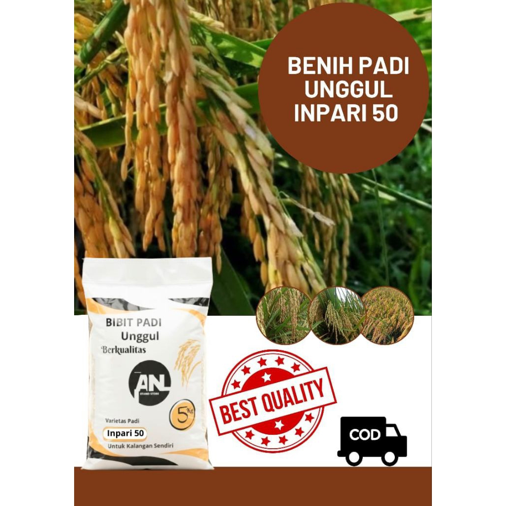 Benih Padi Unggul Inpari 50 Original Kemasan 5 Kg