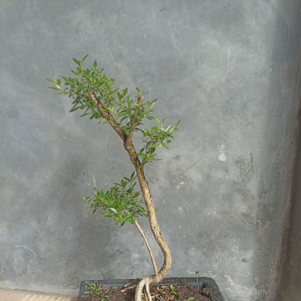 seribu bintang