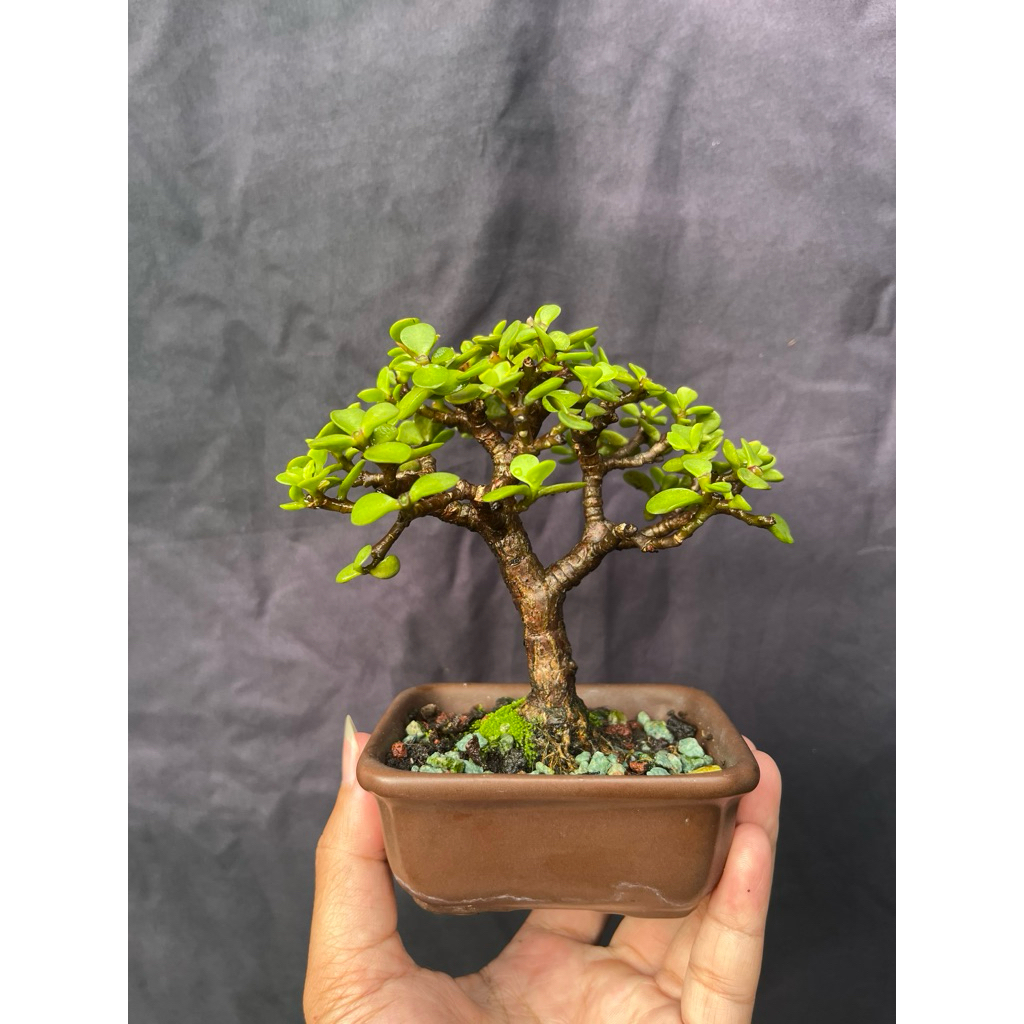 Jade plant portulacaria afra sukulen