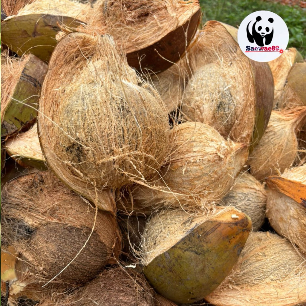 kelapa tua santan fresh