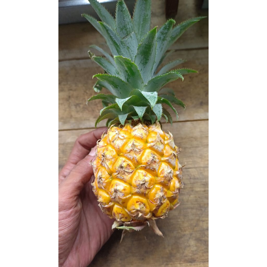 NANAS MADU ASLI BELIK PEMALANG