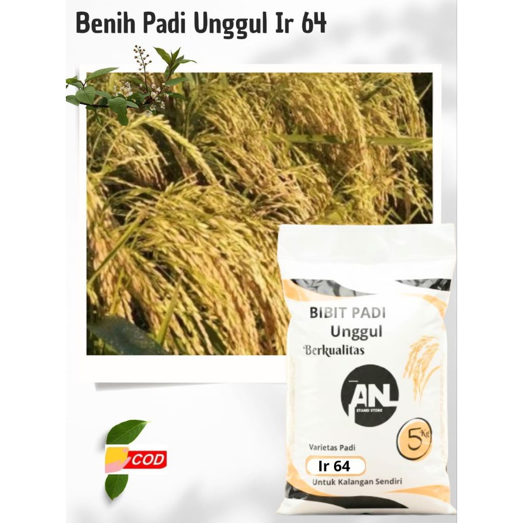 Benih Padi Unggul Ir 64 Original Premium 5 Kg