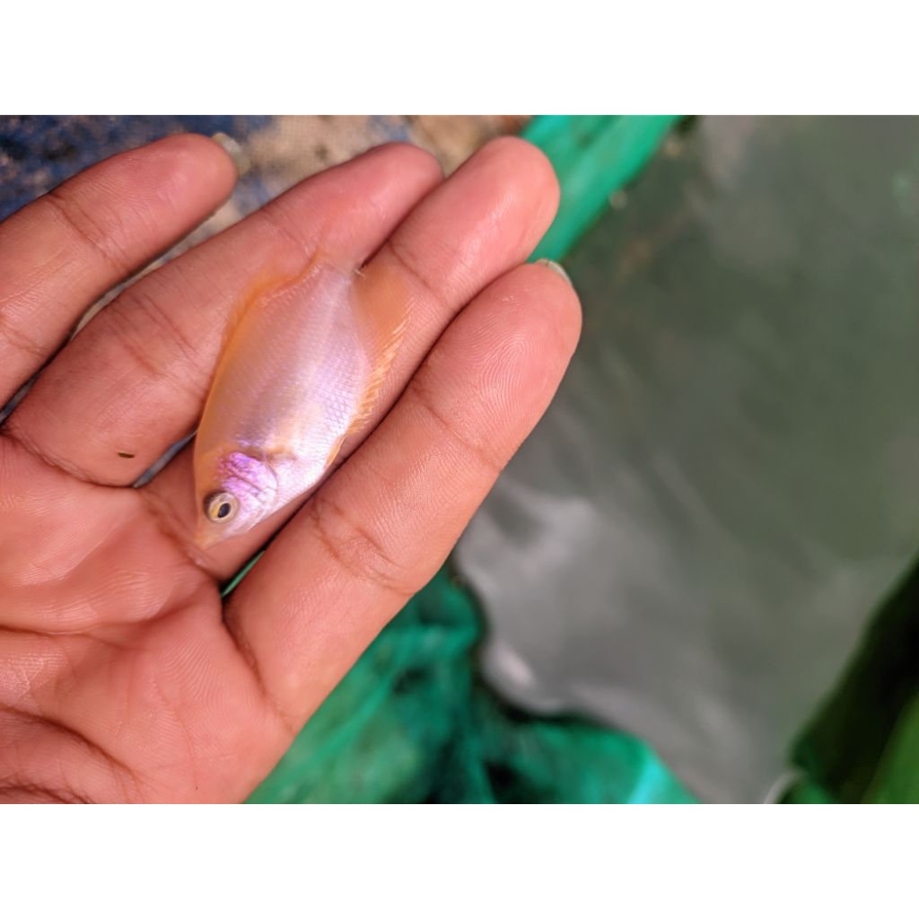 bibit gurame padang gurpad ukuran jempol ngorek