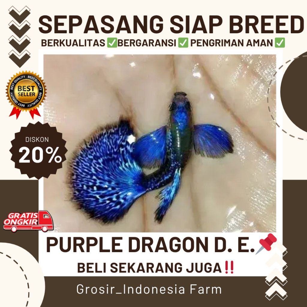 Hiasan Aquarium Guppy Purple Dragon Dumbo Ear