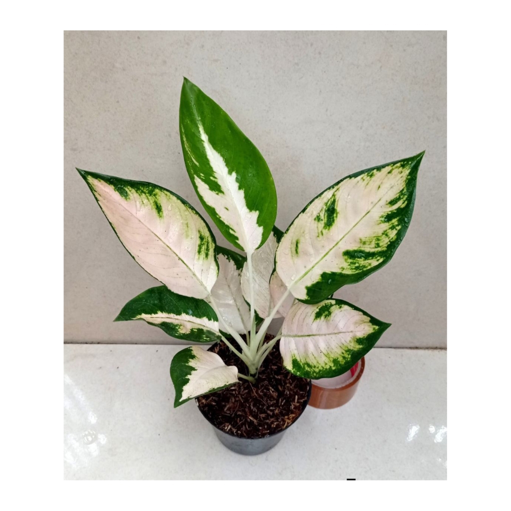 Aglonema Khocin Escada