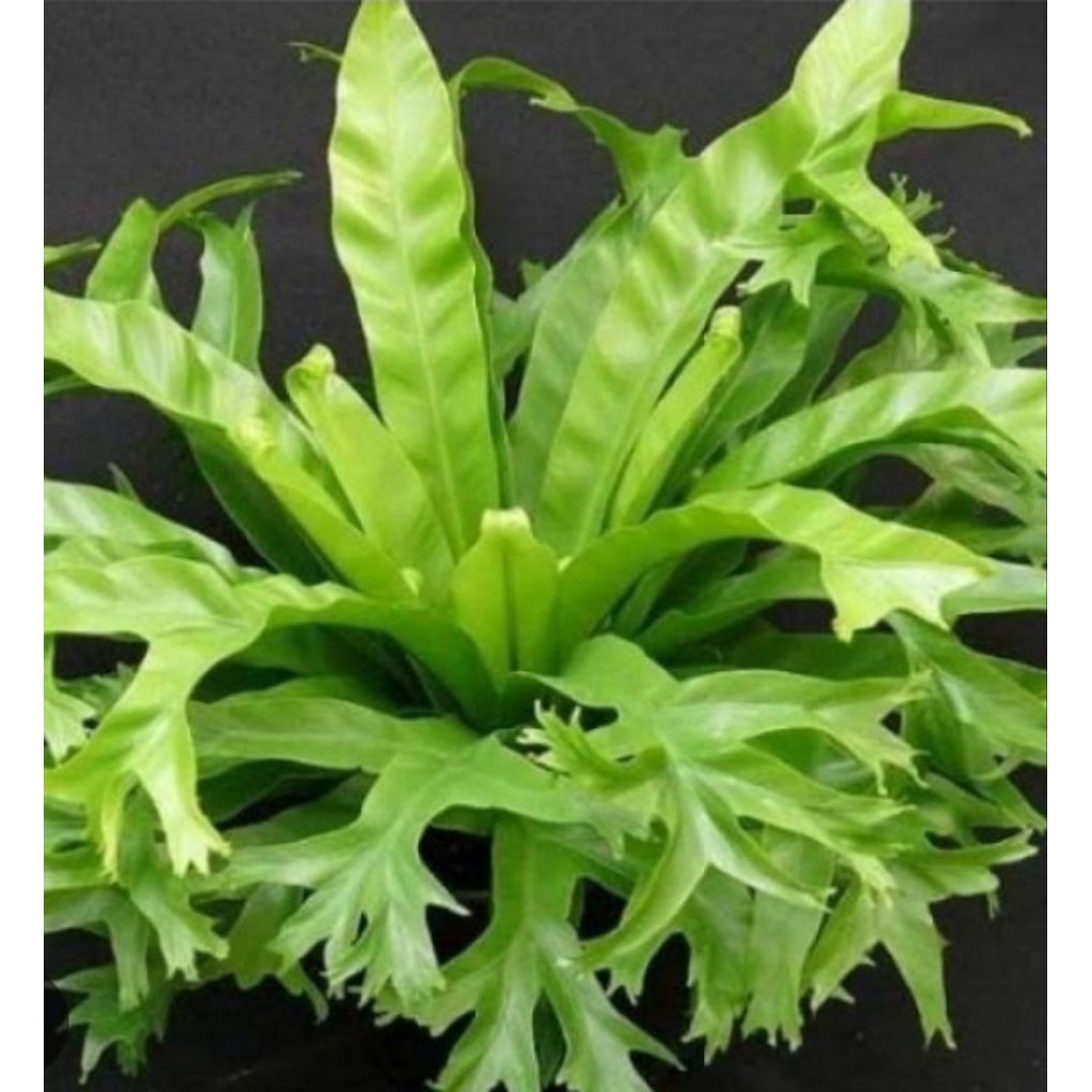 Tanaman hias pakis lidah api/kadaka lidah api