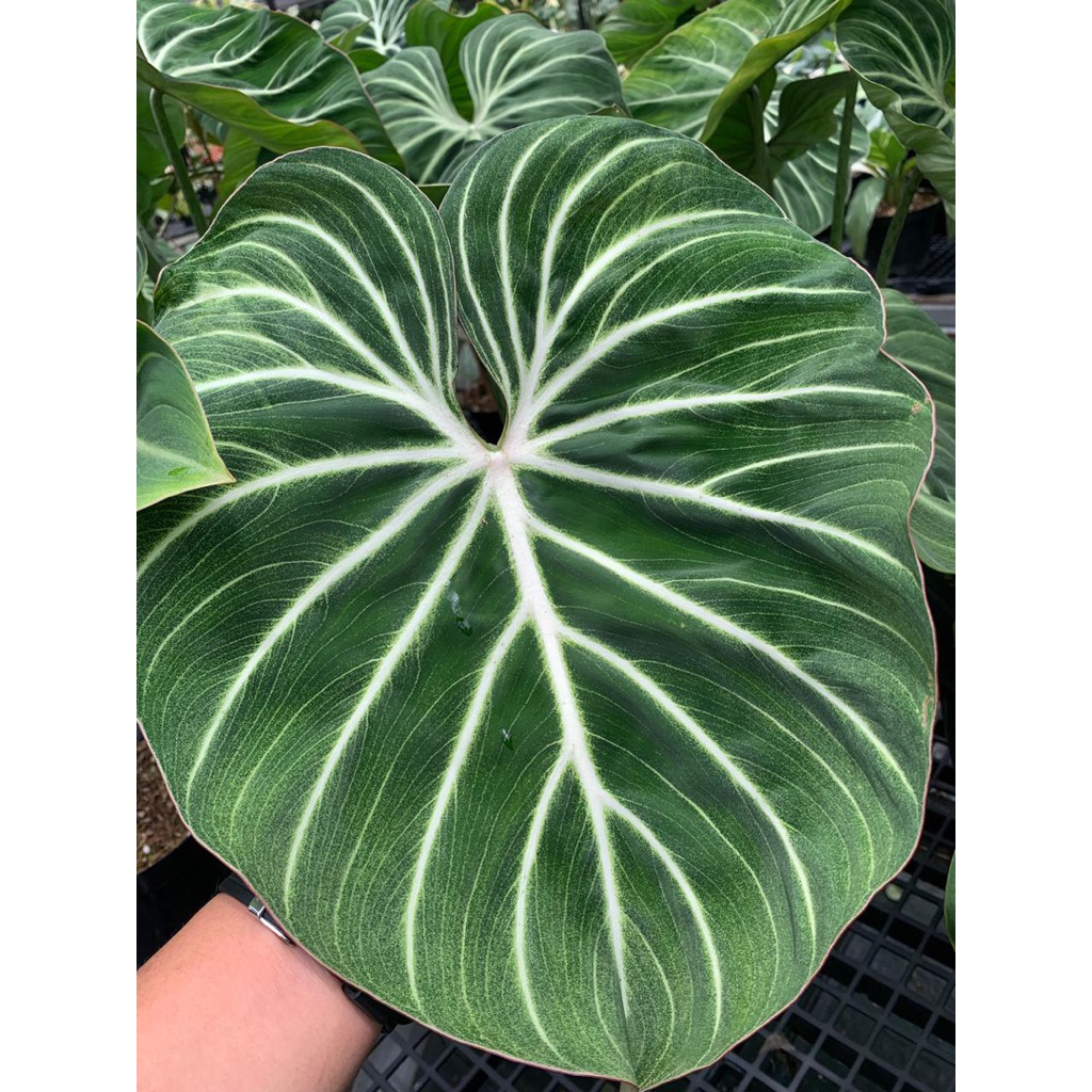 philodendron gloriosum white veins - white veins round form