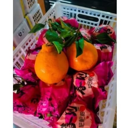 Jeruk papagan/jeruk dekopon jumbo bulir besar