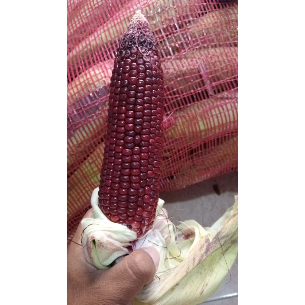 JAGUNG KETAN UNGU