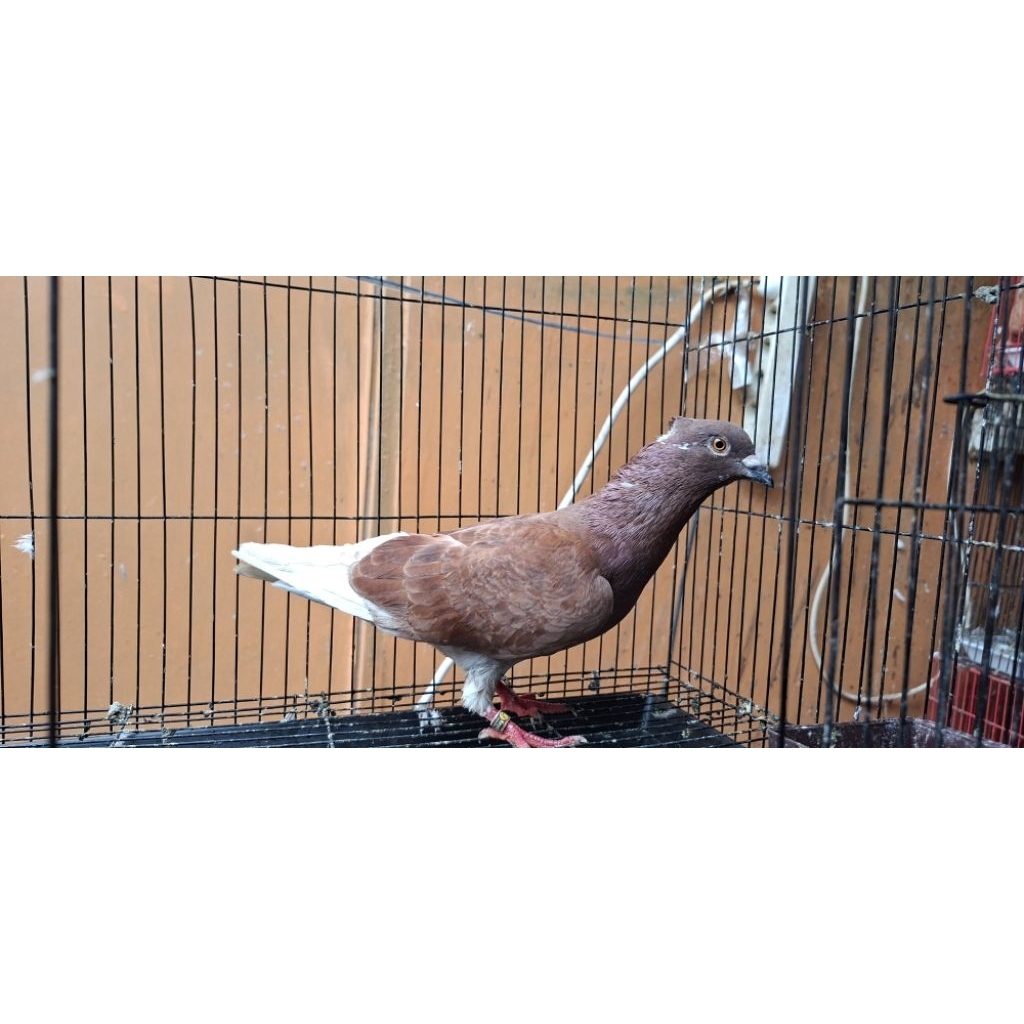 merpati jantan kelabu selap