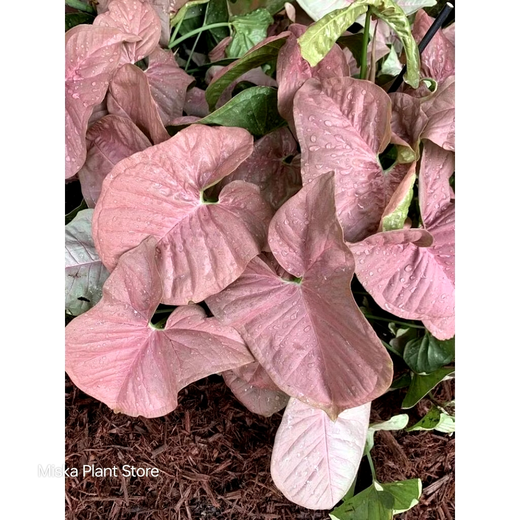 Tanaman Hias Syngonium Pink Neon Robusta / Syngonium pink