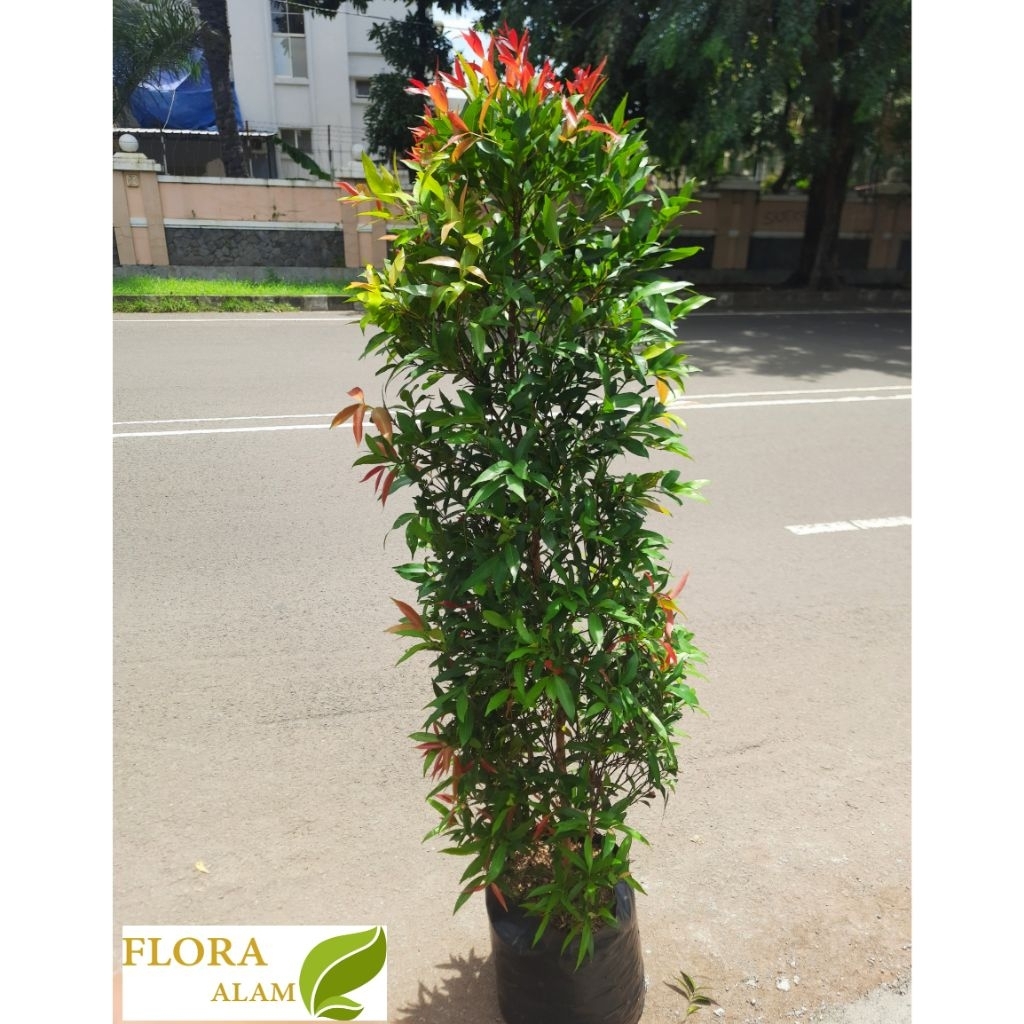 Tanaman Pucuk Merah Tinggi 2 Meter