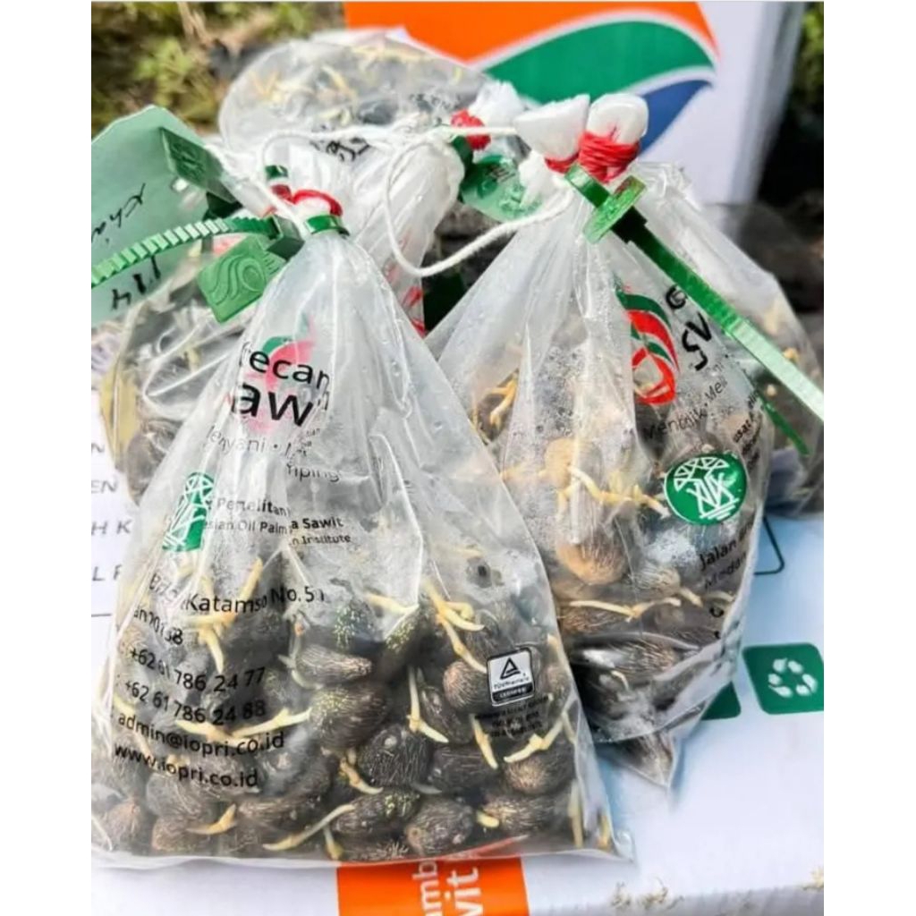 kecambah unggul ppks