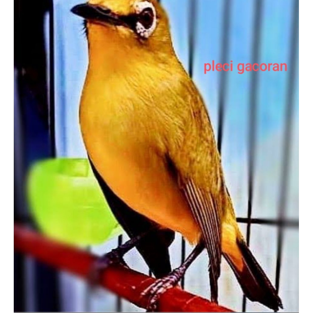 pleci pacitan gacoran. siap bunyi