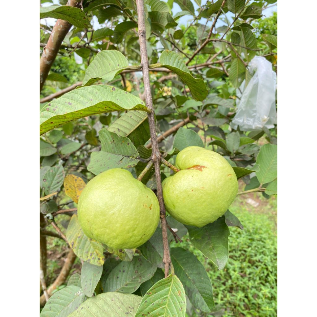 jambu kristal tanpa biji