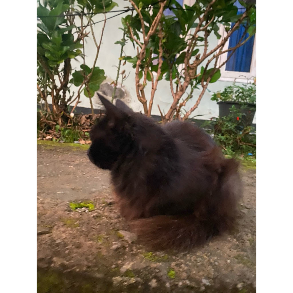 amplop lucu motif batik