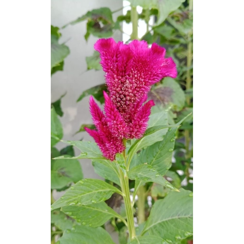 biji Bunga jengger ayam/Bunga hias/benih pohon bunga jengger ayam