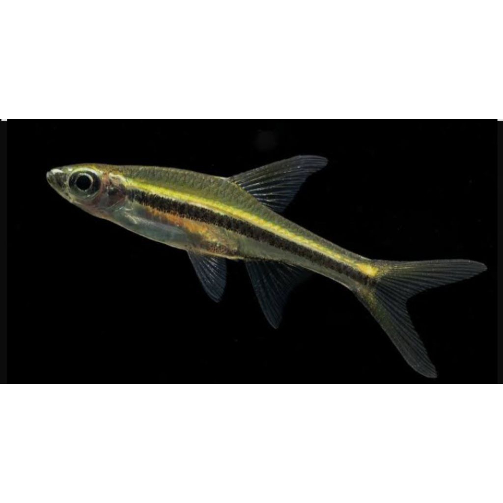 rasbora gracile 8ekor+bonus 2 ekor