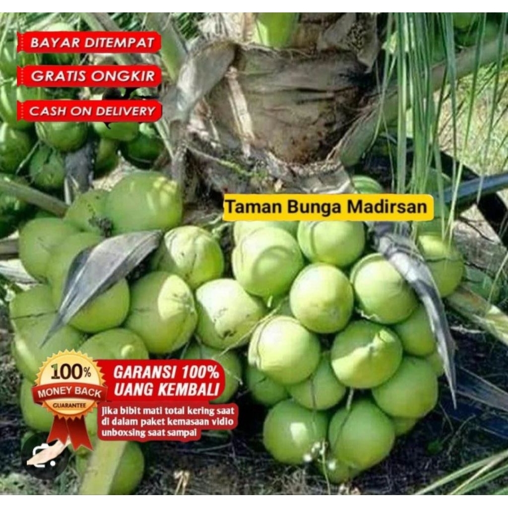 Bibit Kelapa Pandan Wangi  Tailand Asli Original