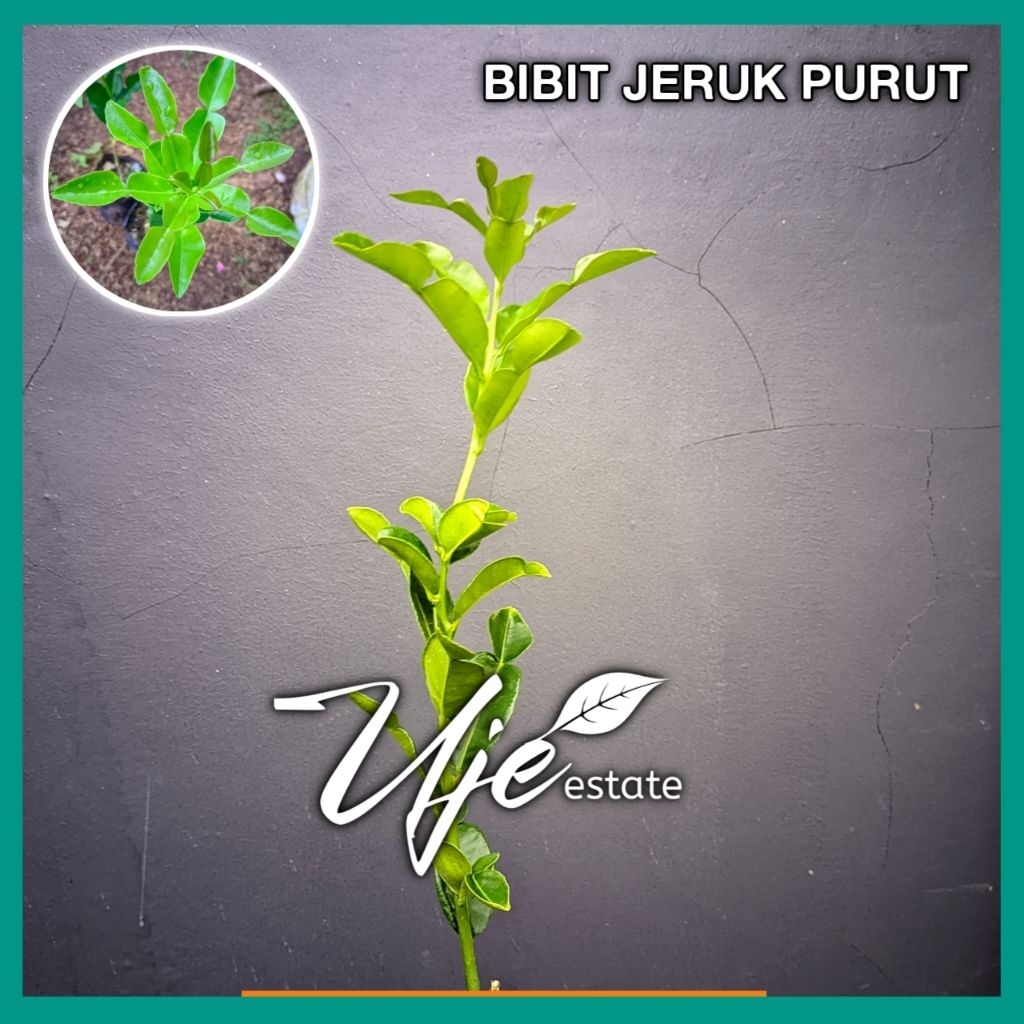 BIBIT TANAMAN JERUK PURUT/BIBIT JERUK PURUT DAUN JERUK ANGKA 8/BIBIT TANAMAN JERUK PURUT