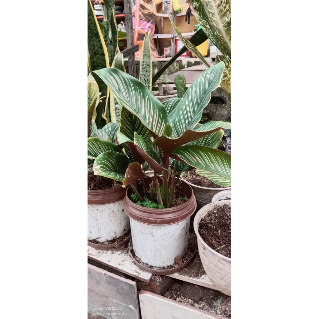 calathea ornata batik