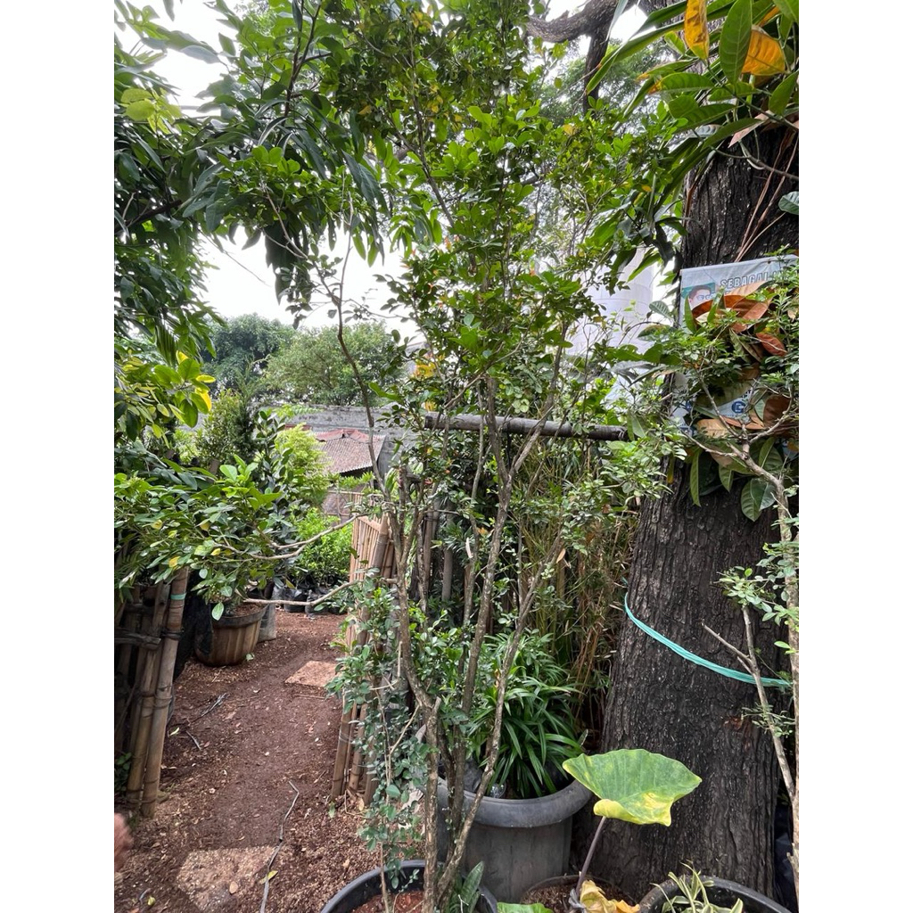 tanaman hias kemuning ukuran besar dan rimbun