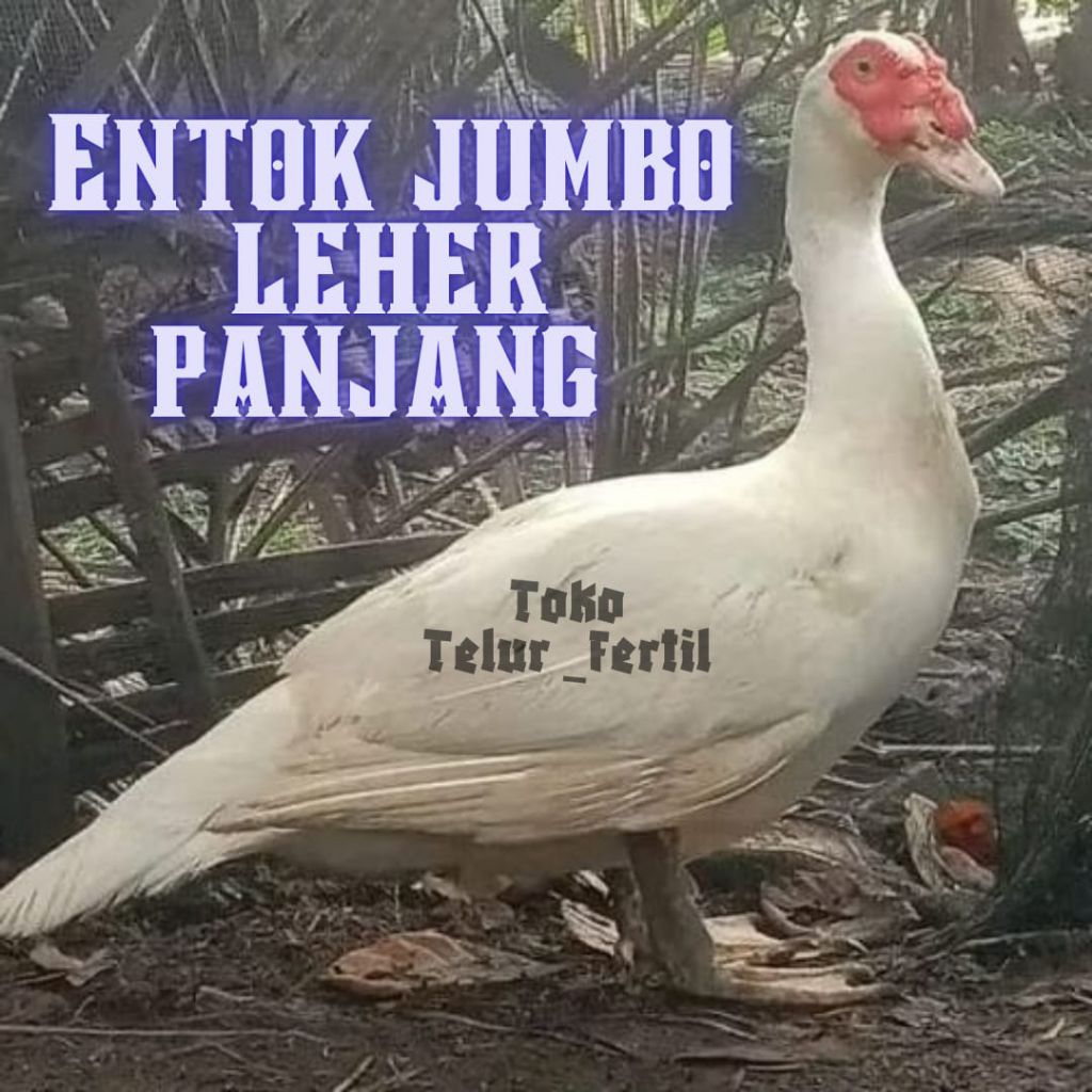 TELUR ENTOK JUMBO ASLI LEHER PANJANG untuk ditetaskan