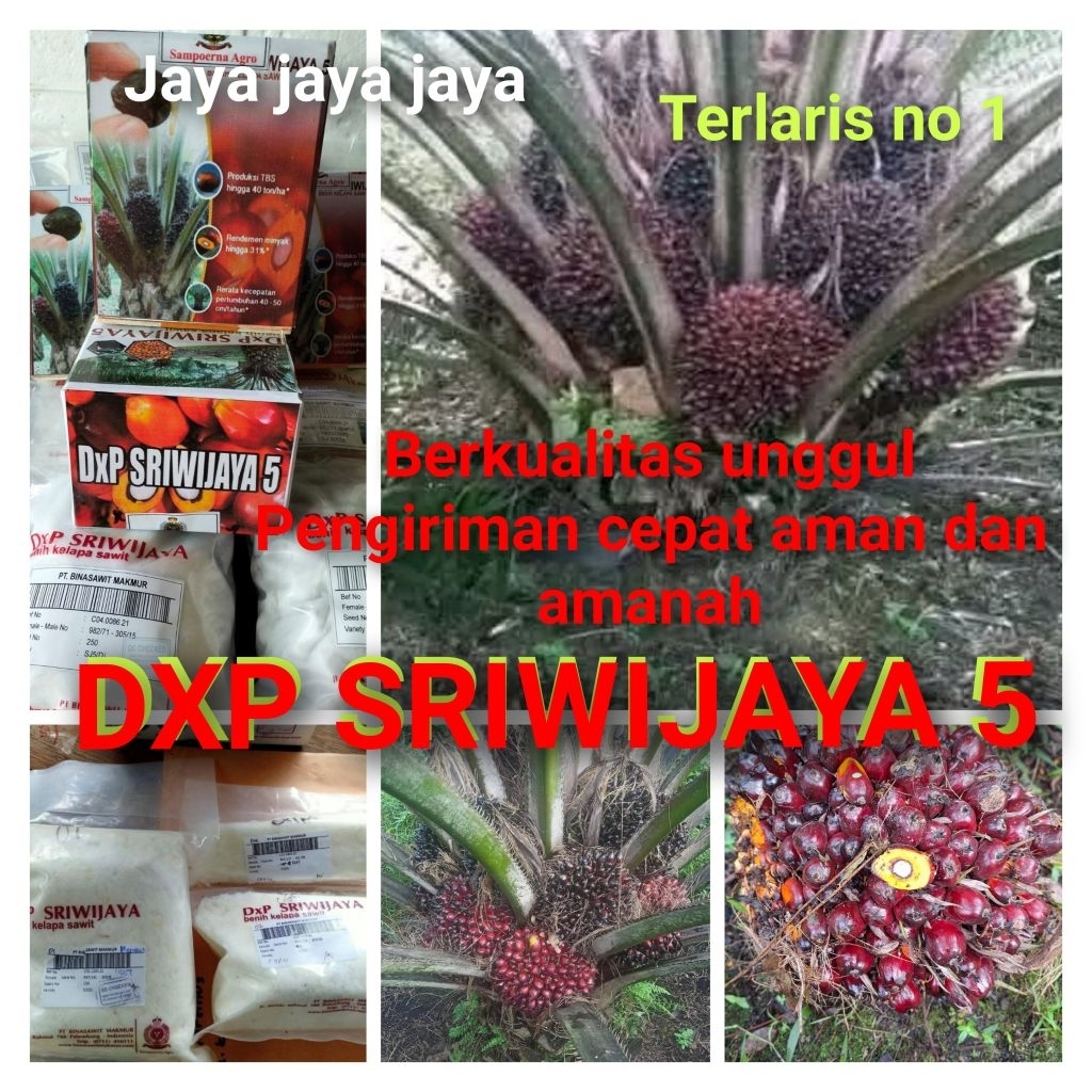 Bibit Benih Kecambah kelapa Sawit DXP SRIWIJAYA 5 (250 butir)