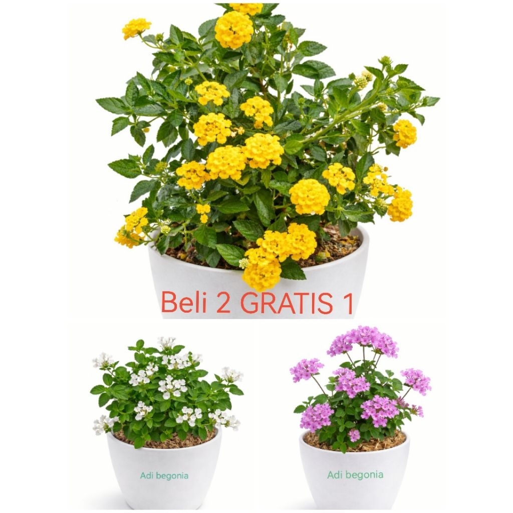 LANTANA paket hemat 3 warna tanaman hias lantana putih ungu dan kuning bongsor polibag 20-25cm
