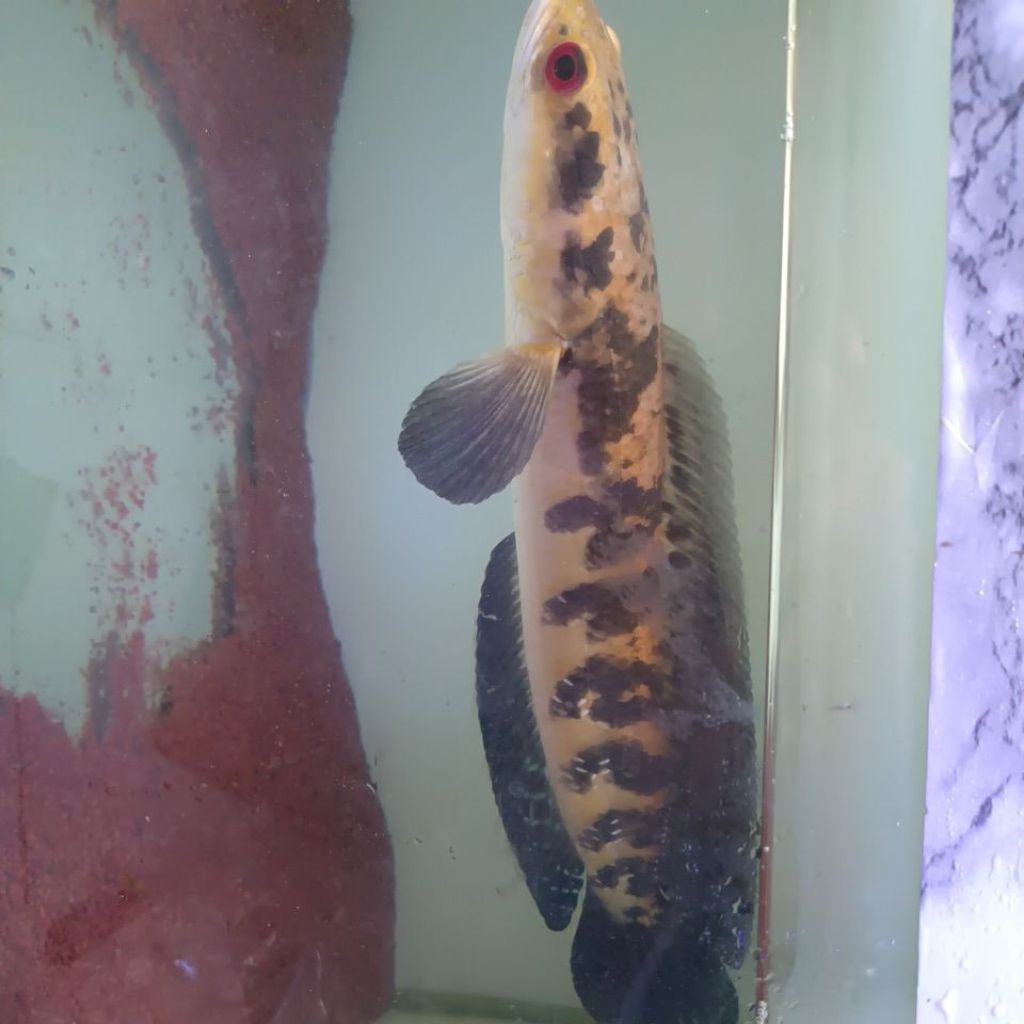 CHANA YS MARU BERBUNGA -+38CM SEHAT LINCAH SIAP KIRIM