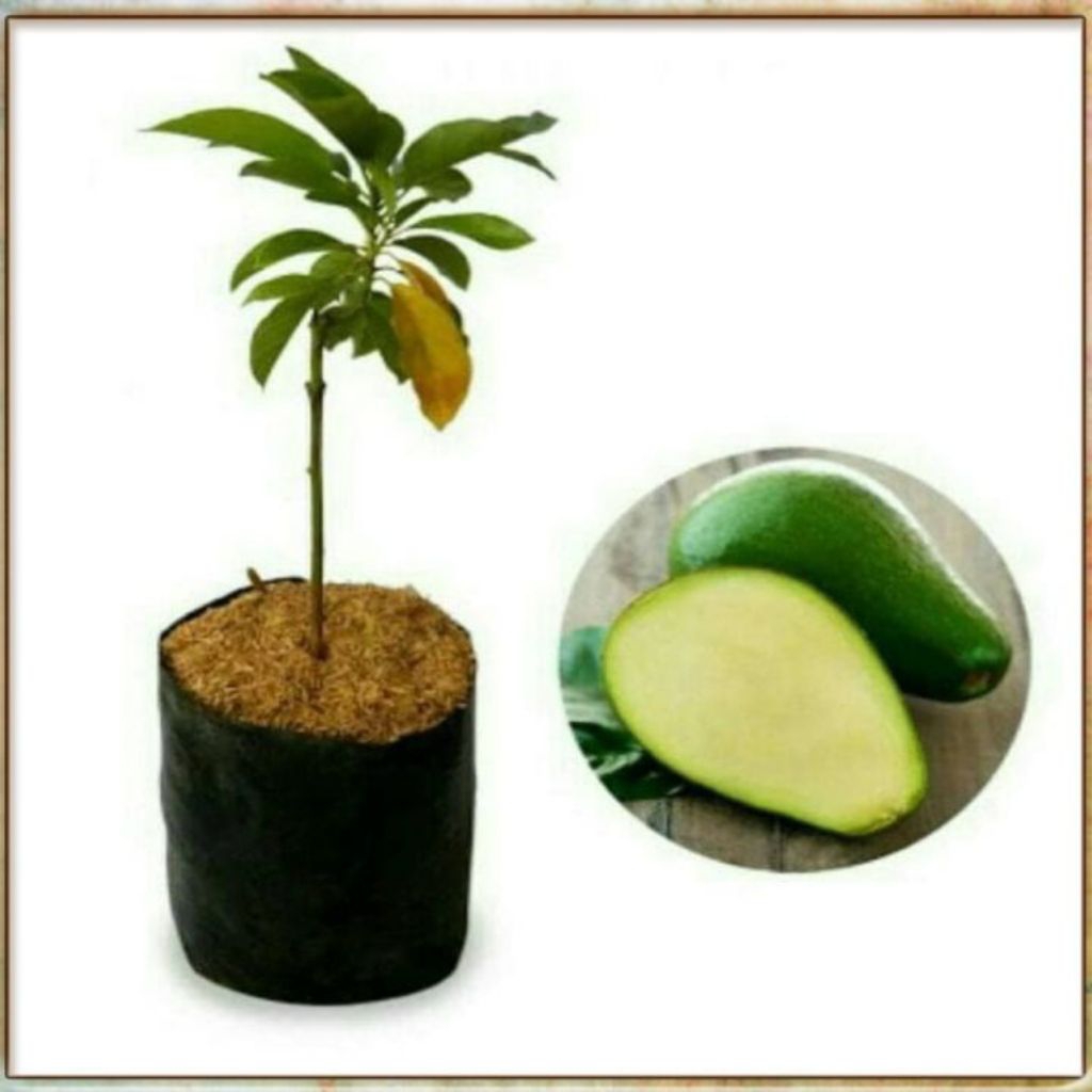 Alpukat Tanpa Biji