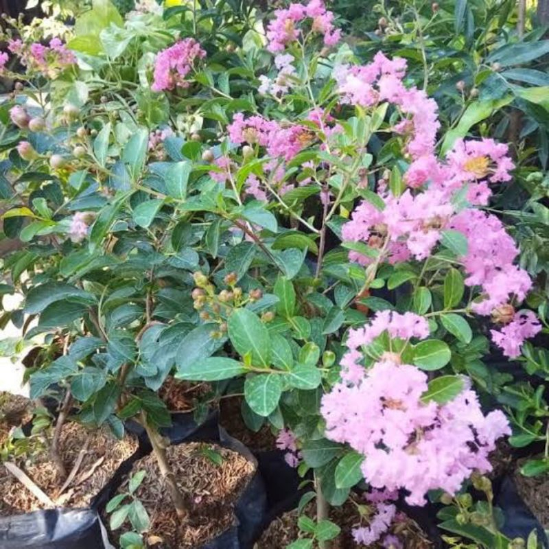 Murah paket 5 Tanaman hias bunga sakura / Pohon bunga sakura jepang lokal / Bibit Pohon Sakura