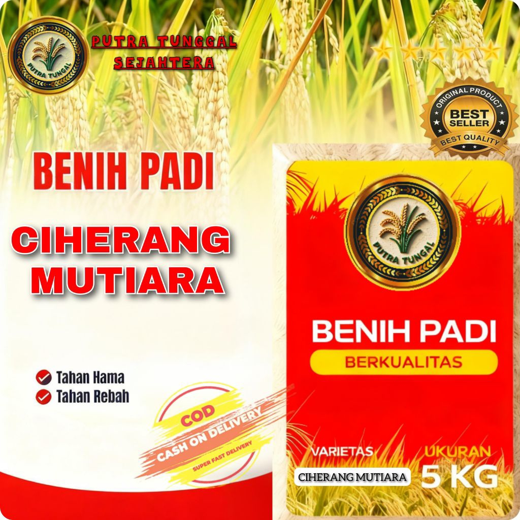 (5KG) Benih Padi CIHERANG MUTIARA SUPER Padi terlaris bibit super unggul berkualitas