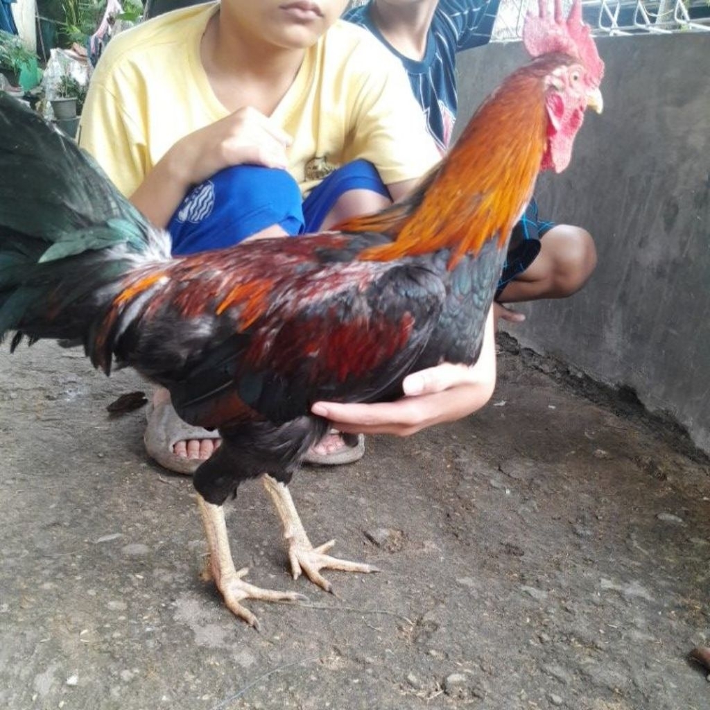 Ayam jago kampung hidup