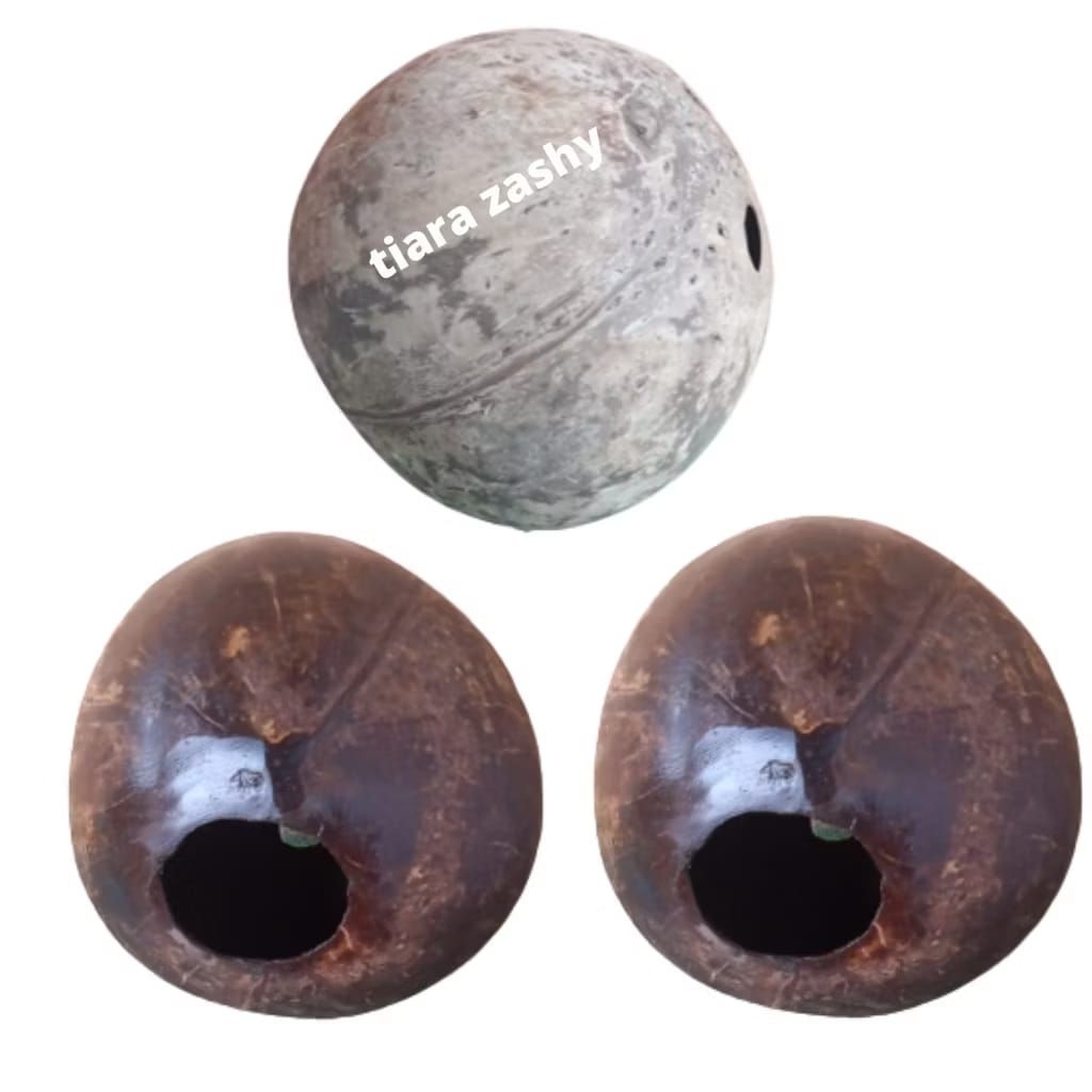 Cumplung Batok Kelapa Utuh, tempurung kelapa utuh bahan kerajinan poles pernis