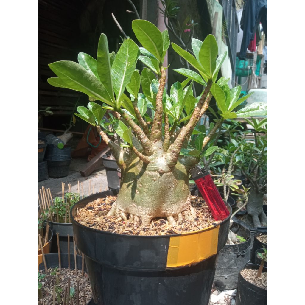 adenium prokar godji x ara