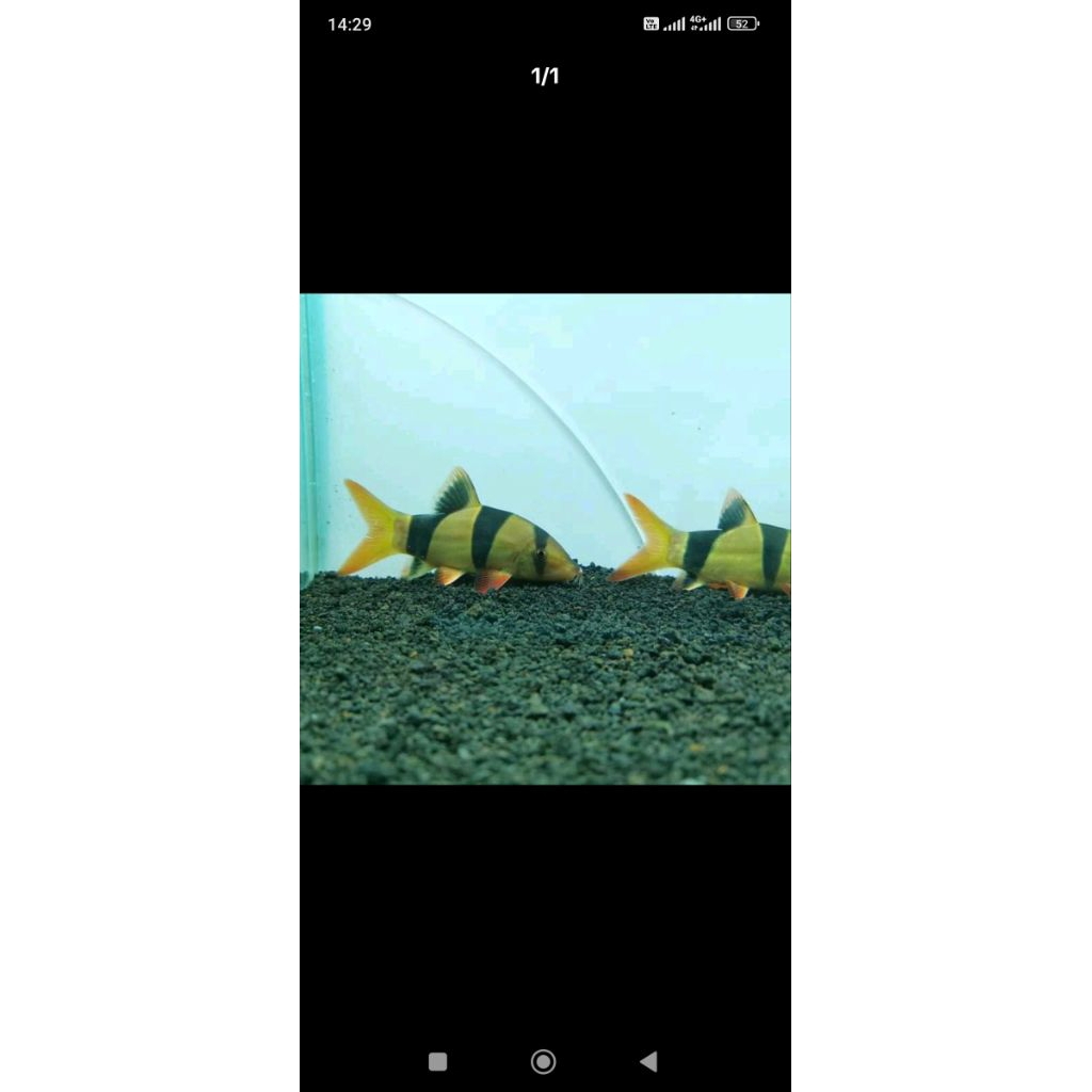 Ikan Botia jumbo 26-27cm