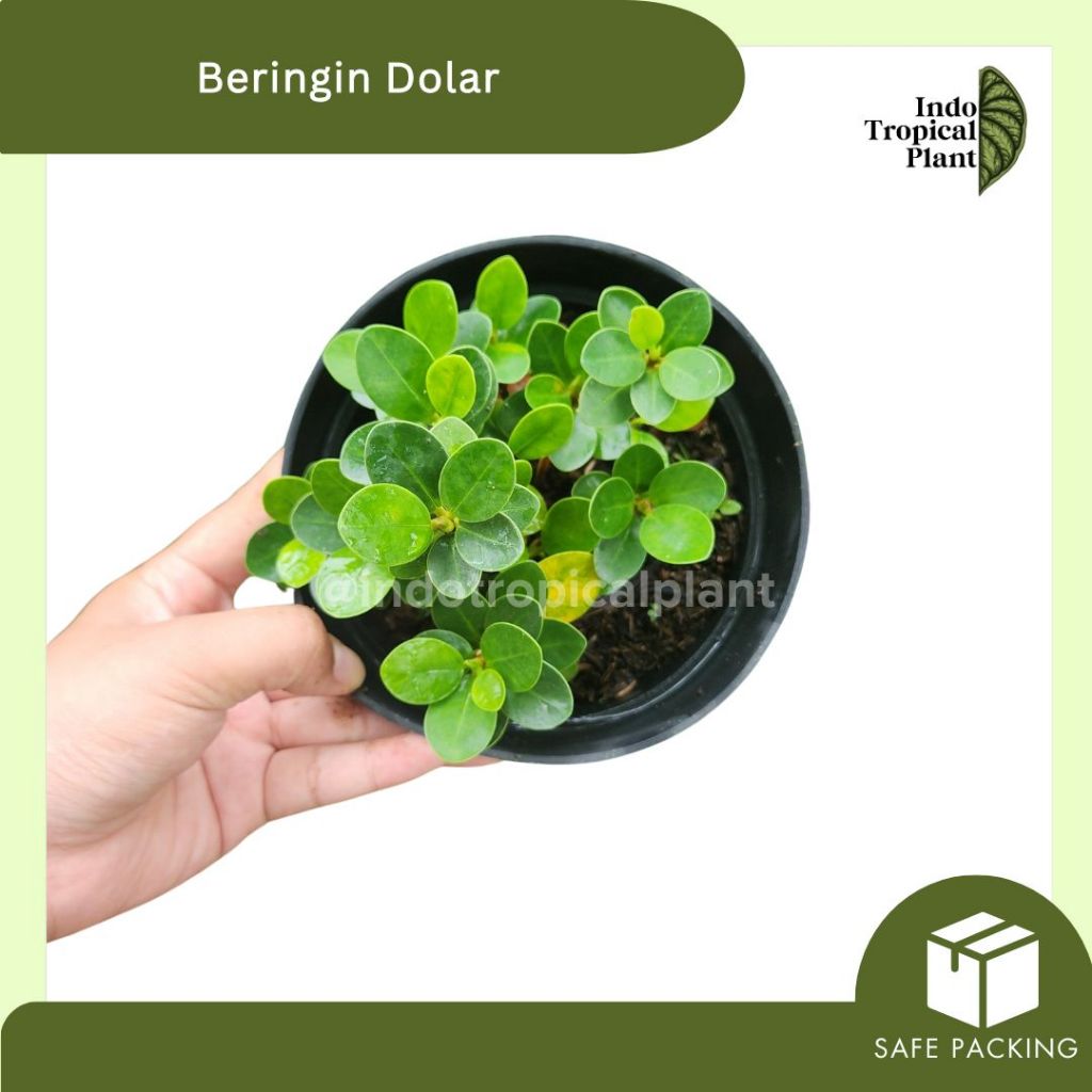 Tanaman Hias Beringin dolar micro / Beringin dolar mangkok / Hiasan Taman