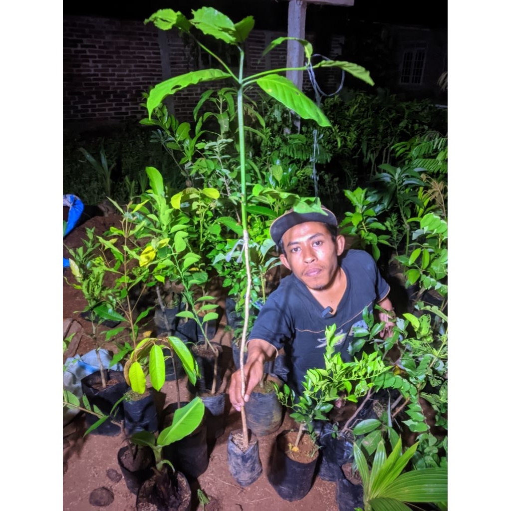 bibit kopi sambungan robusta dan arabica