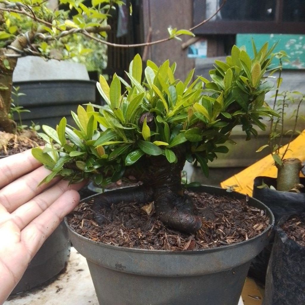 bonsai asoka merah
