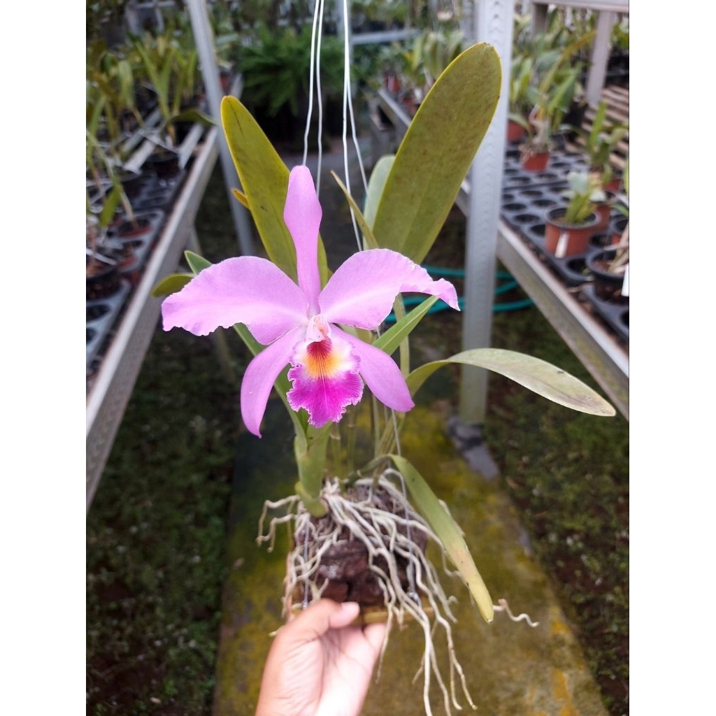 catleya mantini anggrek berbunga murah