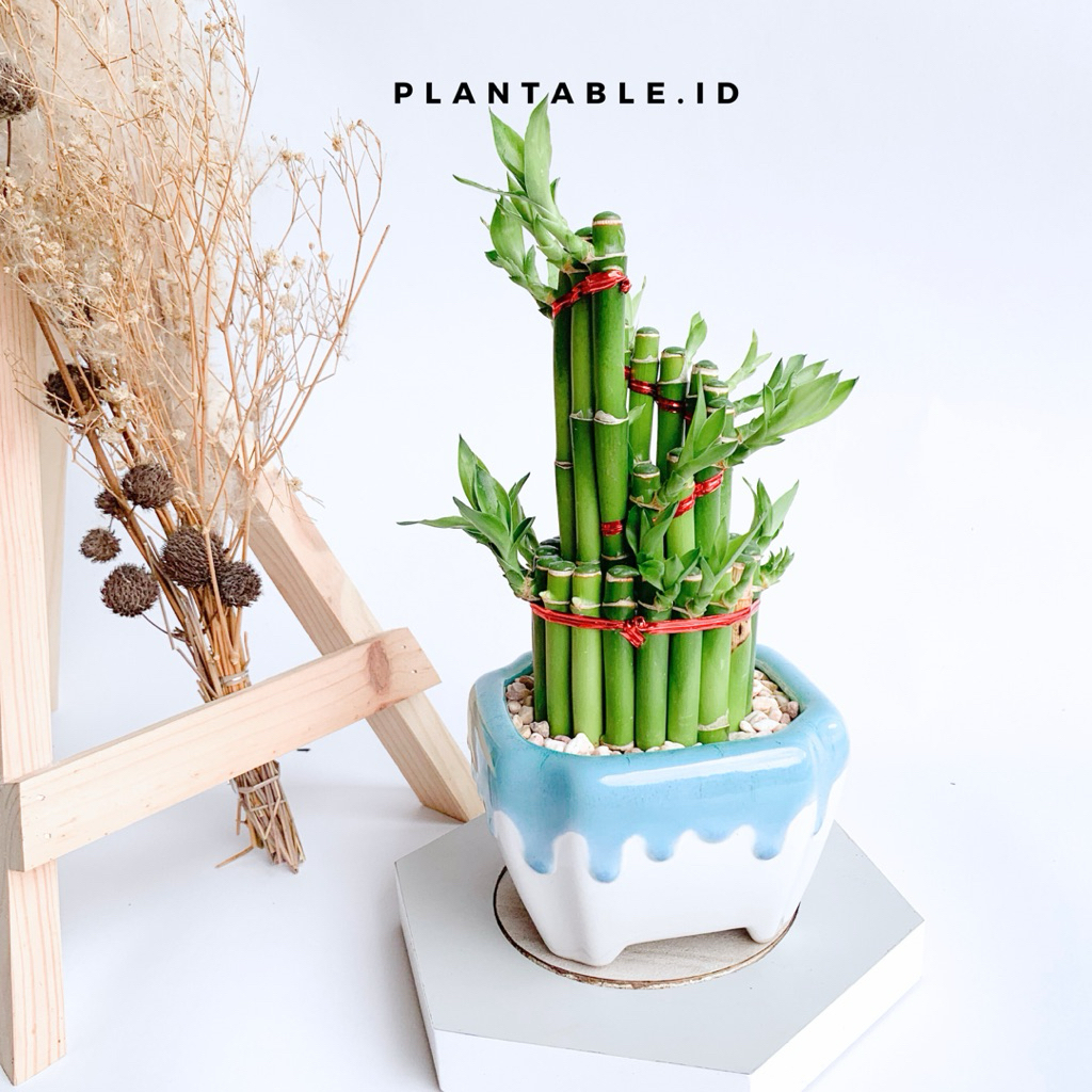 Pot Keramik + Bambu Hoki