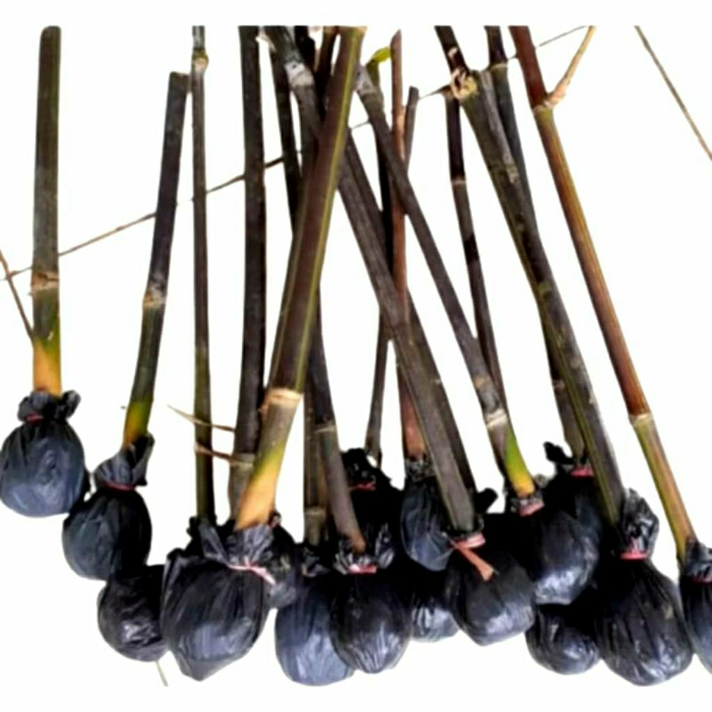 Paket 2 Bibit Bambu Hitam / Bibit Bambu Wulung / Bambu Hias