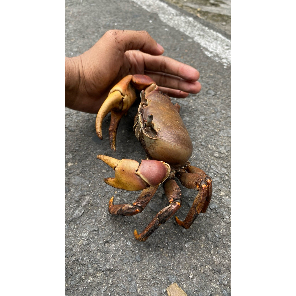 MAINAN PRODUK VIRAL TIKTOK  CARDISOMA CARNIFEX