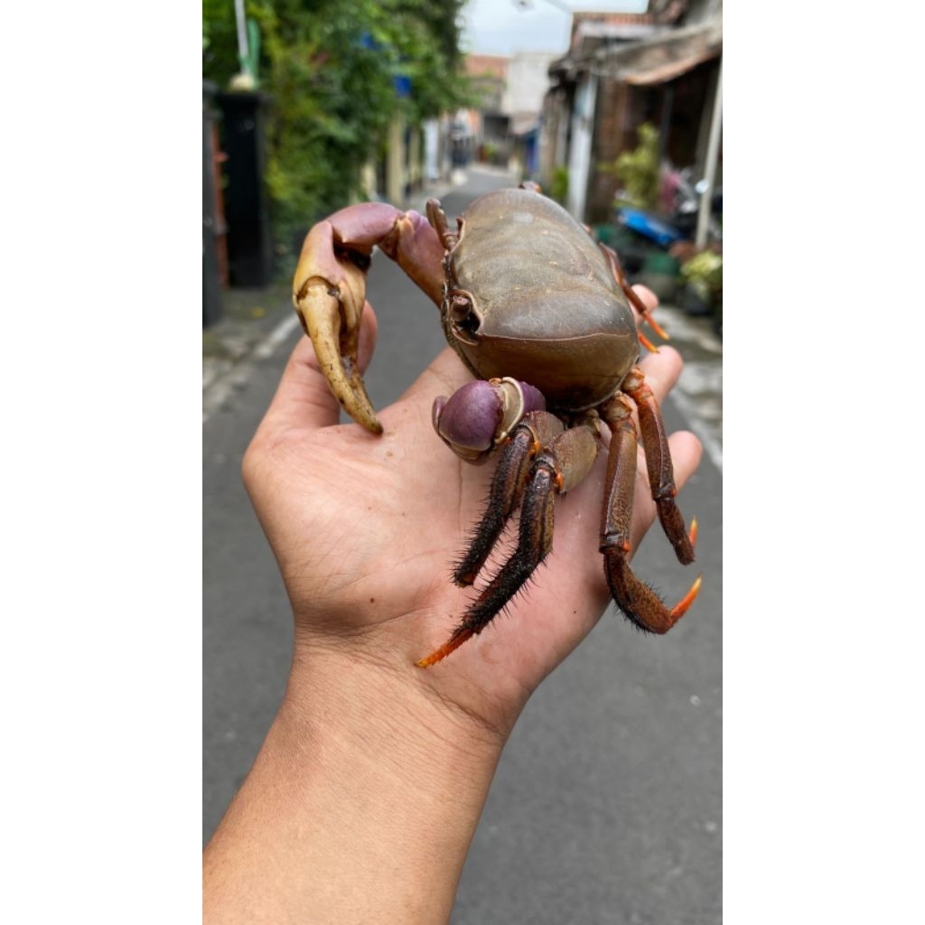 kepiting hias cardisoma carnifex