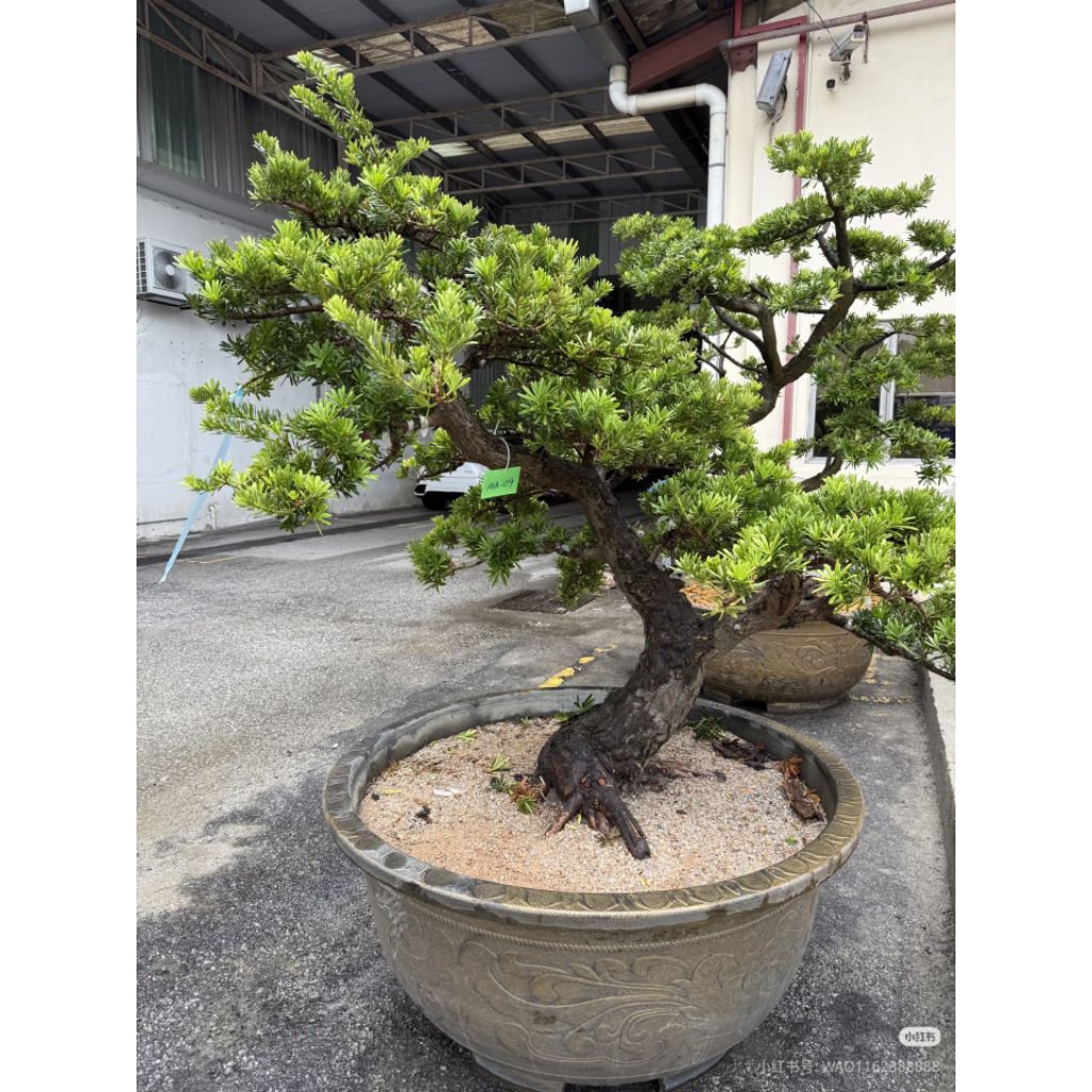 Entres Lohansung Cincuan asli cincuan